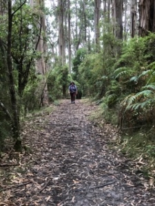 Hiking in the Otways Shelly Beach – Blanket Bay