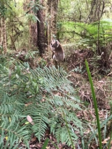 Hiking in the Otways Shelly Beach – Blanket Bay