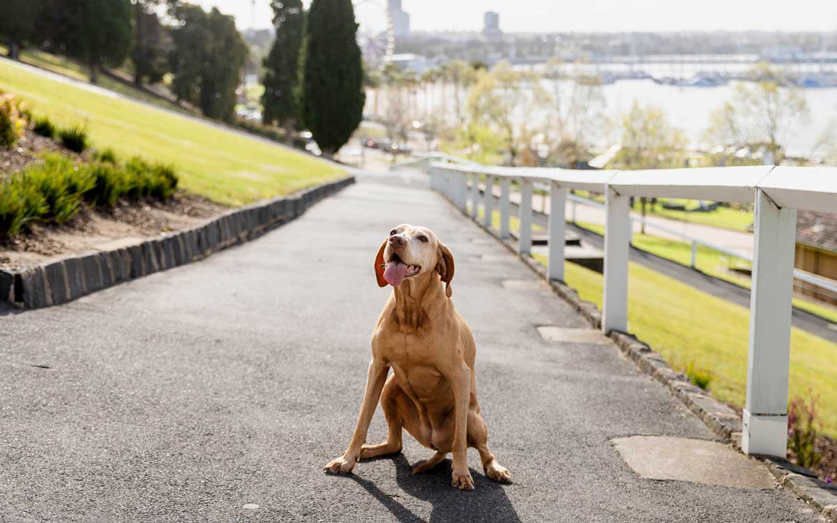Lola the therapy dog at Total Care Podiatry in Geelong
